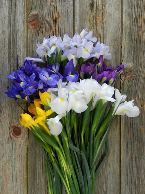 IRIS ASSORTED COLORS